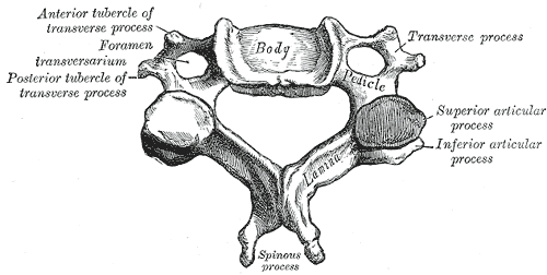 <p>What Sturcture within C1?</p>