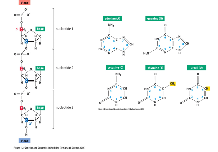 <p>Adenine, guanine, cytosine, thymine, and uracil</p>