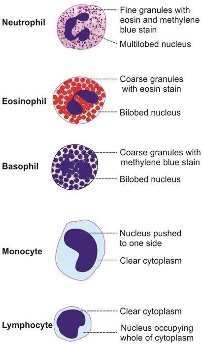 <ol><li><p>Neutrophils</p></li><li><p>Eosinophils</p></li><li><p>Basophils</p></li><li><p>Lymphocytes</p></li><li><p>Monocytes</p></li></ol><p></p>