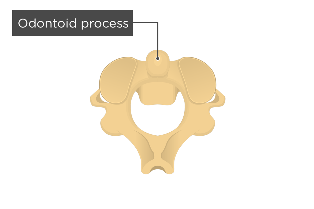 <p>The second cervical vertebra; has the odontoid process (dens)</p>