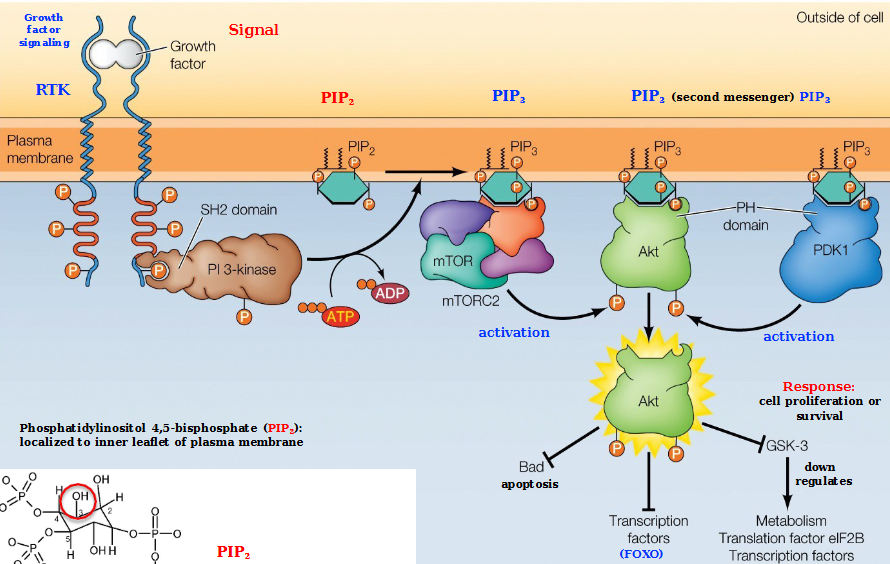 <ol><li><p>Growth factor signaling triggers the formation of an SH2-domain which recruits PI 3-Kinase.</p></li><li><p>PI 3-kinase phosphorylates PIP<sub>2</sub> into PIP<sub>3</sub></p></li><li><p>PIP<sub>3</sub> recruits ATK binding (must have 3 total PIP<sub>3</sub> for ATK to activate)</p></li><li><p>ATK is activated via PDK1 and mTORC2 phosphorylation by protein kinases</p></li><li><p>ATK phosphorylates a number of proteins that regulate cell proliferation and survival</p></li></ol><p></p>