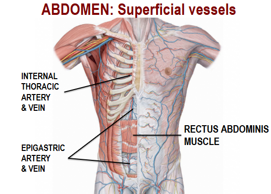 <p>Internal Thoracic Artery and Vein, Epigastric Artery and Vein, Rectus Abdominis Muscle</p>