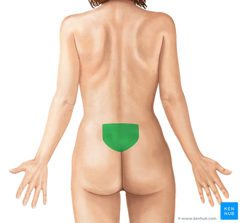 <p>Which Body Landmark?</p>