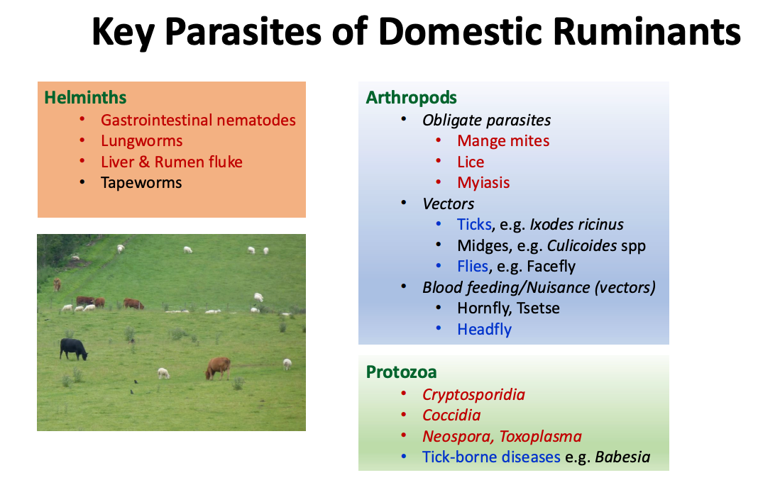 <ul><li><p>Tapeworm - bigger issue for meat quality and fitness for human consumption, risk for human health but minimal signs in ruminants</p></li></ul><p></p>