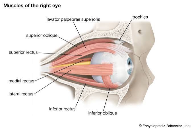 <p>elevates upper eyelid</p>