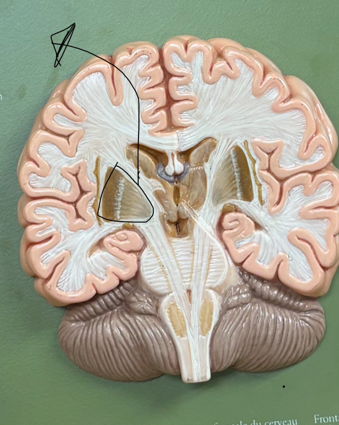 term image