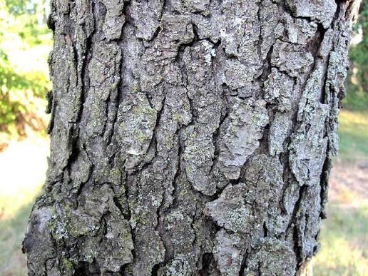 <p>A Wild Cherry Tree (Alternate, simple leaves, small purple-black cherry. Scratch bark and smell it, kind of like nuts/cherries; black flaky bark) </p>