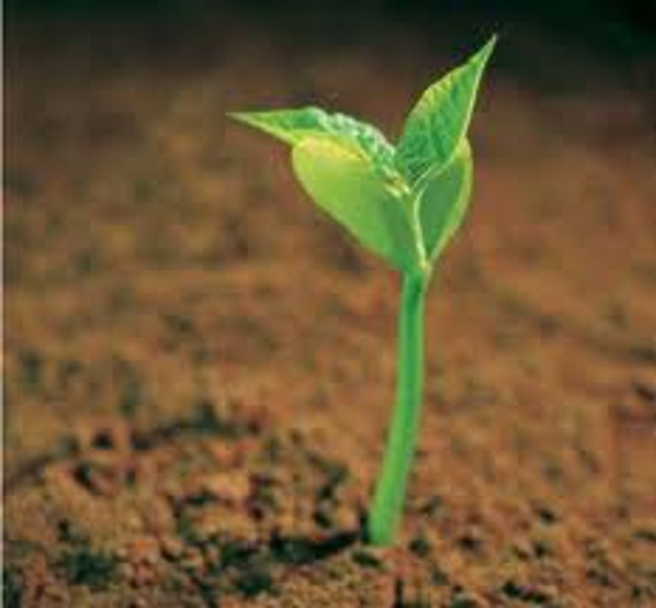 <p>growth</p>