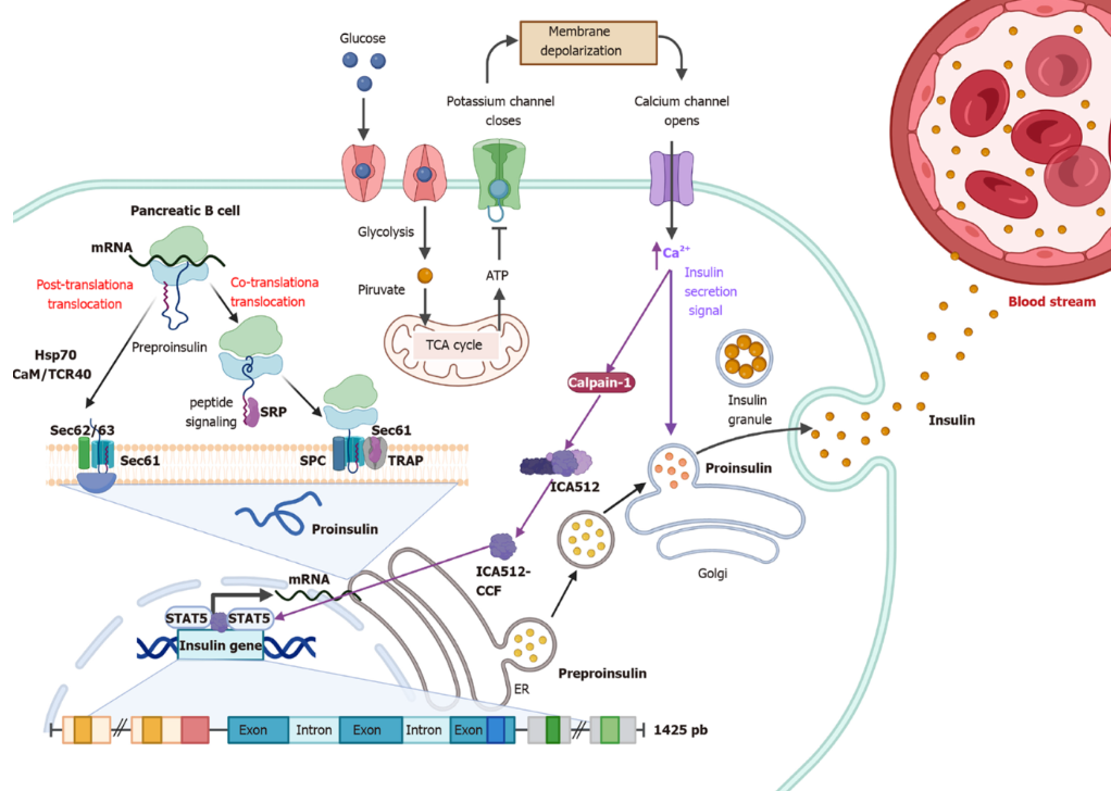 <p>In this recent review of glucose stimulated insulin secretion we see that the process both causes release of insulin containing vesicles and promotes their replacement through upregulation of the insulin gene itself.</p>