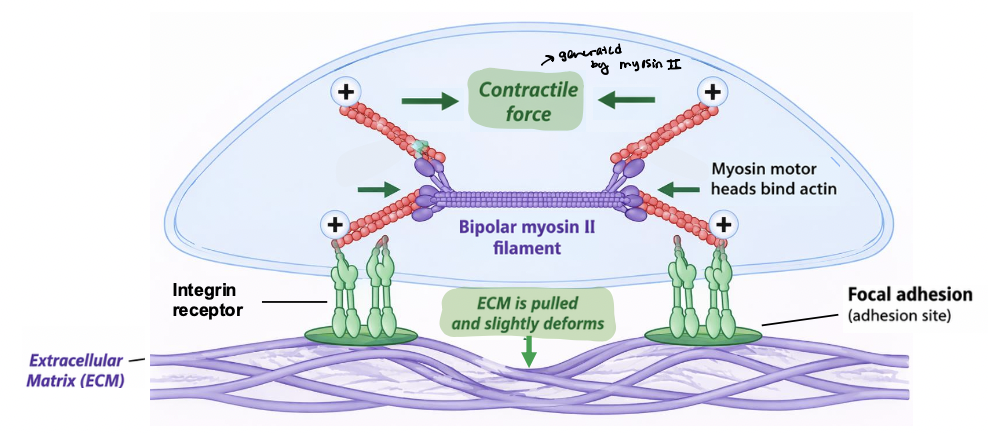 <p>Cells actively generate ___________ via the actomyosin cytoskeleton </p><ul><li><p>myosin motor proteins contract actin filaments via (+) end directed motility </p></li><li><p>pull inward toward cell center </p></li><li><p><span style="color: rgb(98, 215, 111);"><strong>force generation</strong></span> is dynamic and regulated by signaling pathways </p><ul><li><p>used to <strong><u>probe</u></strong> the mechanical properties of the ECM </p></li><li><p>enables cells <strong><u>respond</u></strong> to their physical environment </p></li></ul></li></ul><p></p>