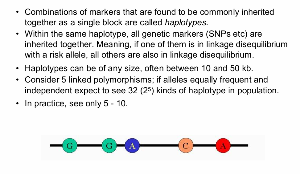 <p>What is a haplotype?</p>