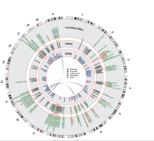 <ul><li><p>Use <strong>DNA oligonucleotide probes</strong> to detect SNPs across the genome</p></li><li><p>Typically ~<strong>10⁶ SNPs analysed</strong> (~1 SNP per 3 kb)</p></li><li><p>Determine whether alleles are <strong>homozygous or heterozygous</strong></p></li><li><p>Enable <strong>large-scale association studies (GWAS)</strong></p></li><li><p>Example:</p><ul><li><p>~43,000 prostate cancer cases vs ~43,700 controls</p></li><li><p>Identified <strong>23 susceptibility loci</strong></p></li></ul></li><li><p>Used to link <strong>genetic variation to disease risk</strong></p></li></ul><p></p>