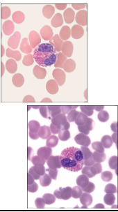 <ul><li><p>Granulocytes—<strong>eosinophils</strong></p><ul><li><p>Constitute fewer than 5% of total leukocytes</p></li><li><p>Larger than neutrophils</p></li><li><p>Bilobed nucleus</p></li><li><p>Cytoplasmic granules more pronounced and often stain reddish</p></li><li><p>Active in combating parasite infections, phagocytosing antigen- antibody complexes, and tempering allergic reactions</p></li></ul></li></ul><p></p>