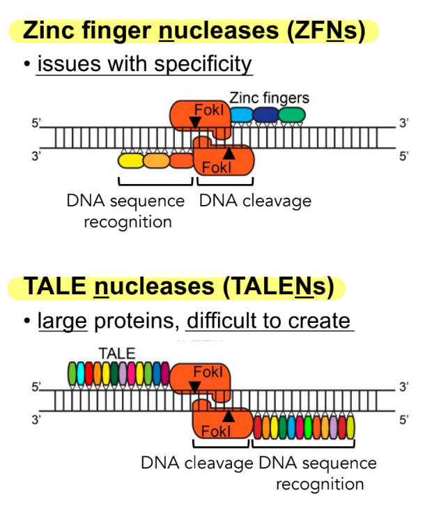 <ul><li><p><strong>zinc finger nucleases (ZFNs)</strong></p></li><li><p><strong>TAL effector nucleases (TALENs)</strong></p></li></ul><p>problem: ZFNs and TALENs are <u>hard to produce</u></p><p>^^ how they work: these <strong>DNA-binding domains</strong> ZFNs and TALENs are made of <u>transcription factors</u> (<strong><u>TALEs, ZFs</u></strong>) that are fused to an <u>endonuclease</u> (<strong><u>Fok1</u></strong>)</p><ul><li><p><mark data-color="blue" style="background-color: blue; color: inherit;">where ZFNs and TALENs are modified to recognize specific DNA sequences & direct the </mark><u><mark data-color="blue" style="background-color: blue; color: inherit;">Fok1 endonuclease </mark></u><strong><u><mark data-color="blue" style="background-color: blue; color: inherit;">pairs</mark></u></strong><mark data-color="blue" style="background-color: blue; color: inherit;"> to cleave DNA where these </mark><u><mark data-color="blue" style="background-color: blue; color: inherit;">DNA-binding domain proteins/TFs </mark></u><strong><u><mark data-color="blue" style="background-color: blue; color: inherit;">pairs</mark></u></strong><mark data-color="blue" style="background-color: blue; color: inherit;"> </mark><strong><u><mark data-color="blue" style="background-color: blue; color: inherit;">(TALE pairs, ZF pairs) </mark></u></strong><mark data-color="blue" style="background-color: blue; color: inherit;">bind at</mark></p></li></ul><p>_</p><p>true</p><div data-type="horizontalRule"><hr></div><p>aka</p><p>ZFNs and TALENs each have to be used in <u>pairs</u>, and <u>Fok1</u> is the <u>endonuclease used to cut the DNA</u> when in pairs (<u>Fok1 pairs</u>) <strong>at specific places on the genome that are directed by ZFN pairs or TALEN pairs</strong> → create a <strong><u>DSB</u></strong></p>