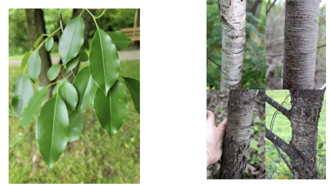 <p>Prunus serotina</p>