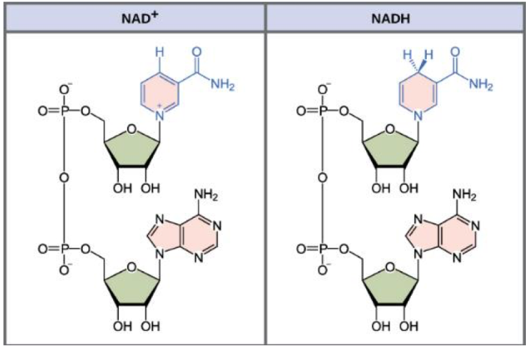 <p>some organic molecules readily gain or lose electrons</p><p>E.G. NAD+ and NADH</p>