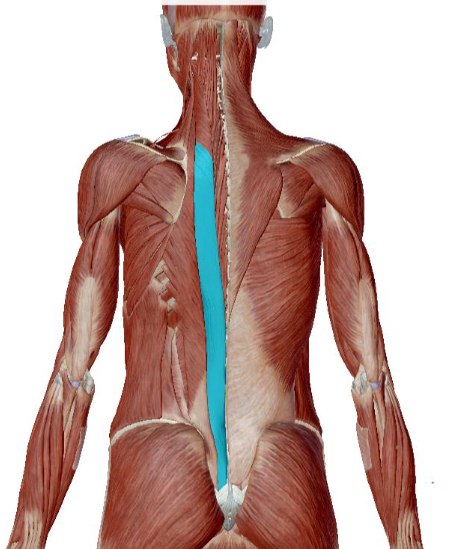 <p>what muscle is this </p>