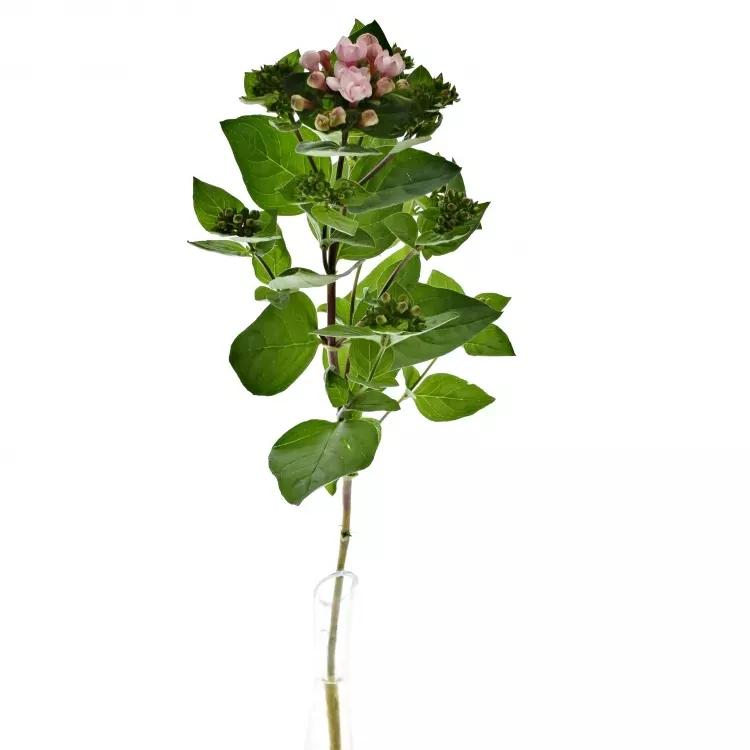 <p>Mazzetti di piccoli fiori tubolari/stellati. <strong>Cura:</strong> acqua pulita, delicata.</p>
