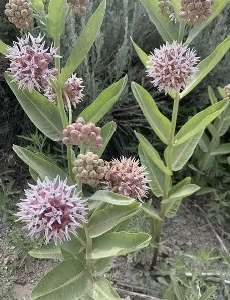 <p>Asclepias speciosa</p>