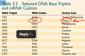 <p>A triplet of 3 mRNA bases, read by the ribosome, that specifies one amino acid.</p>