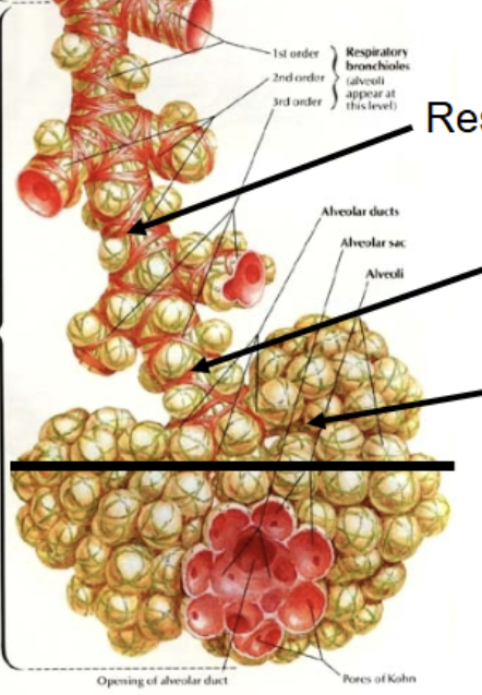 <p>From respiratory bronchioles (the first to contain alveoli) and onwards (to alveolar sacs). The portion of the system that can actually partake in gas exchange. </p>