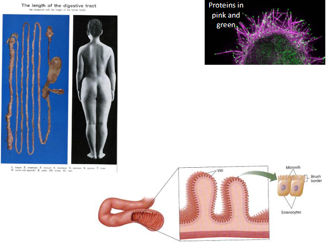 <p>The structure of the small intestine, and how does it absorbs nutrients?</p><ol><li><p><span style="background-color: transparent;">Length</span></p></li><li><p><span style="background-color: transparent;">Large Surface Area</span></p></li><li><p><span style="background-color: transparent;">Transport proteins</span></p></li><li><p><span style="background-color: transparent;">Small diffusion distance (thin membrane)</span></p></li><li><p><span style="background-color: transparent;">concentration gradient</span></p></li><li><p><span style="background-color: transparent;">villi and microvilli </span></p></li></ol><p></p>