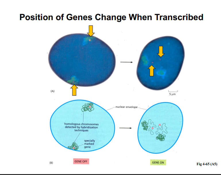 <p><span style="background-color: transparent;"><strong>Position Effects on Gene Expression</strong></span></p>