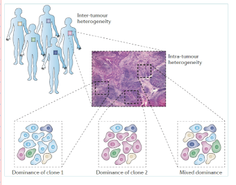 <p>• Common and unique mutations</p><p>• Varying aggressiveness</p><p>• Distinct clinical and biological features</p><p>• Different metastatic capabilities</p>