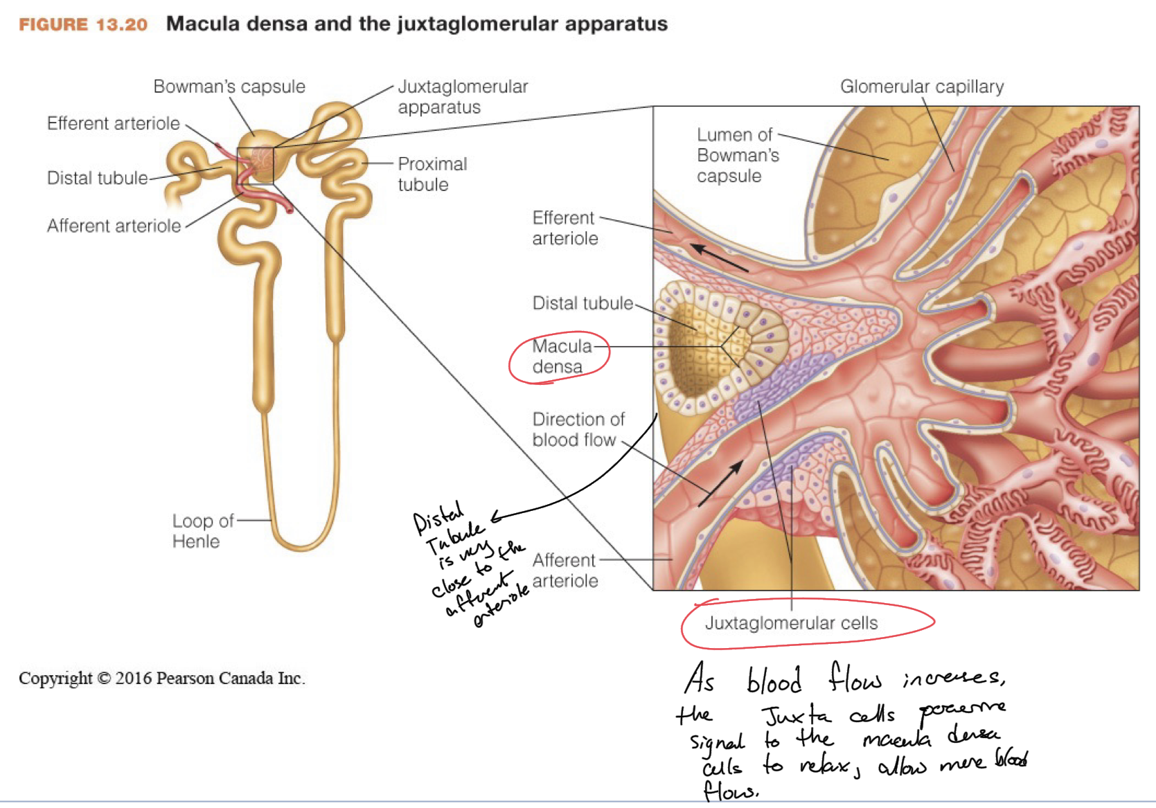 <p>Works via the Juxtaglomerular Apparatus</p><p>Macula Densa Cells in the distal tubule, which is anatomically close to glomerulus, paracrine signal to juxtaglomerular cells of the afferent arteriole to alter the diameter of afferent arteriole. </p>