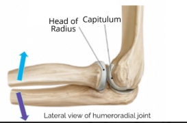 <p>Humeroradial joint</p>