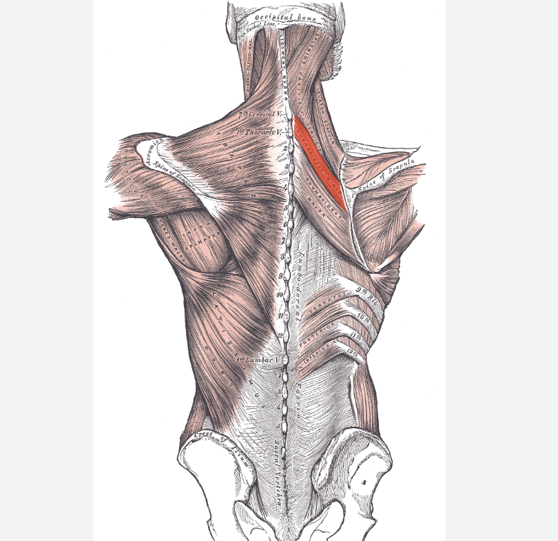 <p>Identify the highlighted muscle </p>