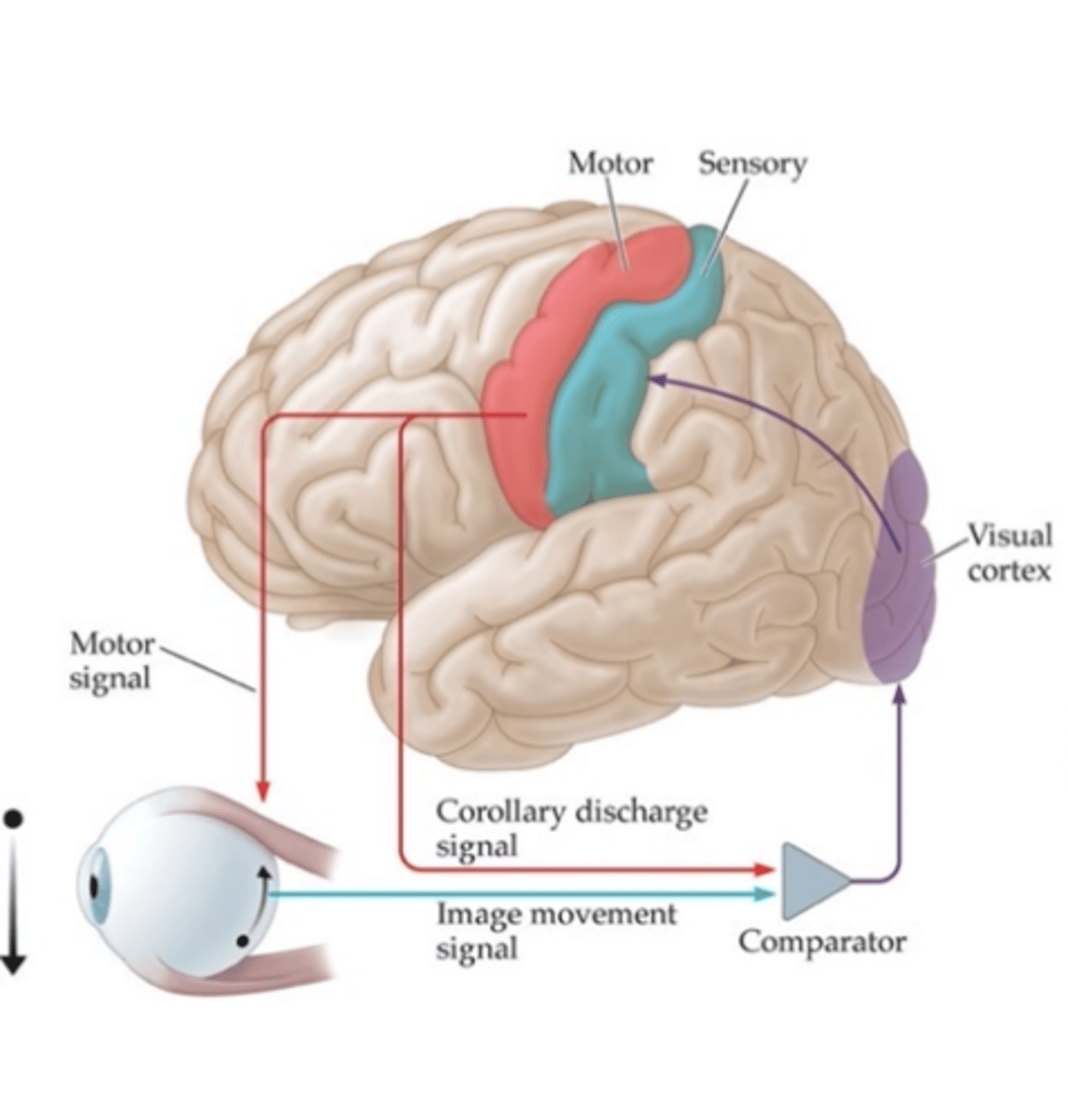 <p>if corollary discharge signal resulting from eye movement is the reason for image movement signal, then comparator declares no motion has occurred.</p>