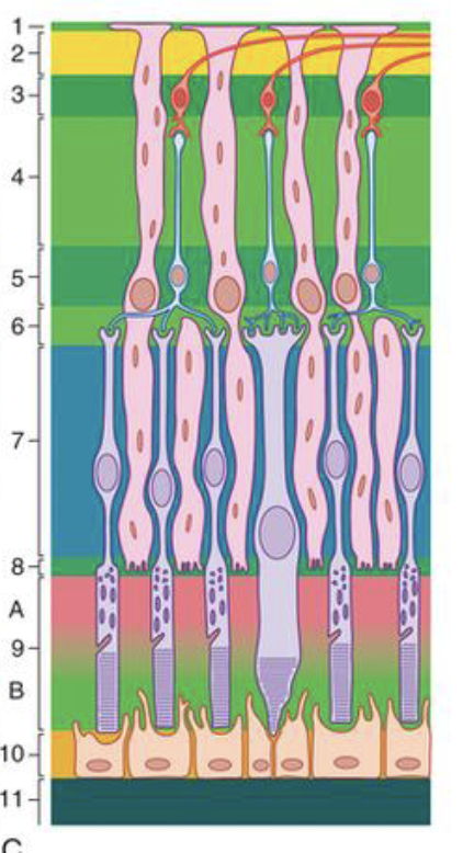 <p>6</p>