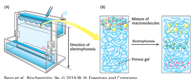 <p>Technique to separate proteins in a gel using an electric field</p>