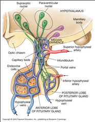 <p>Vascular connections that is the *lower part tuber cinereum* which is richly supplied with blood vessels that *drain in the pituitary stalk*</p>