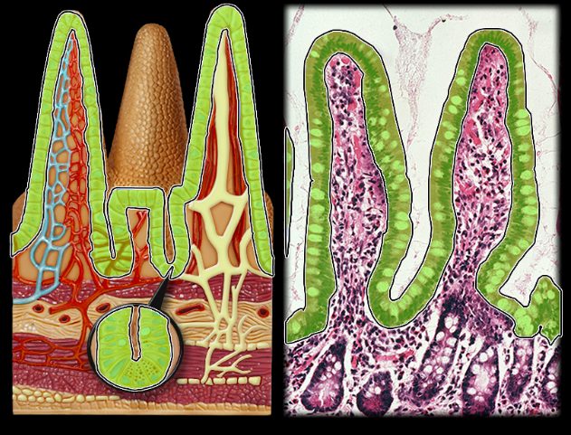 knowt flashcard image