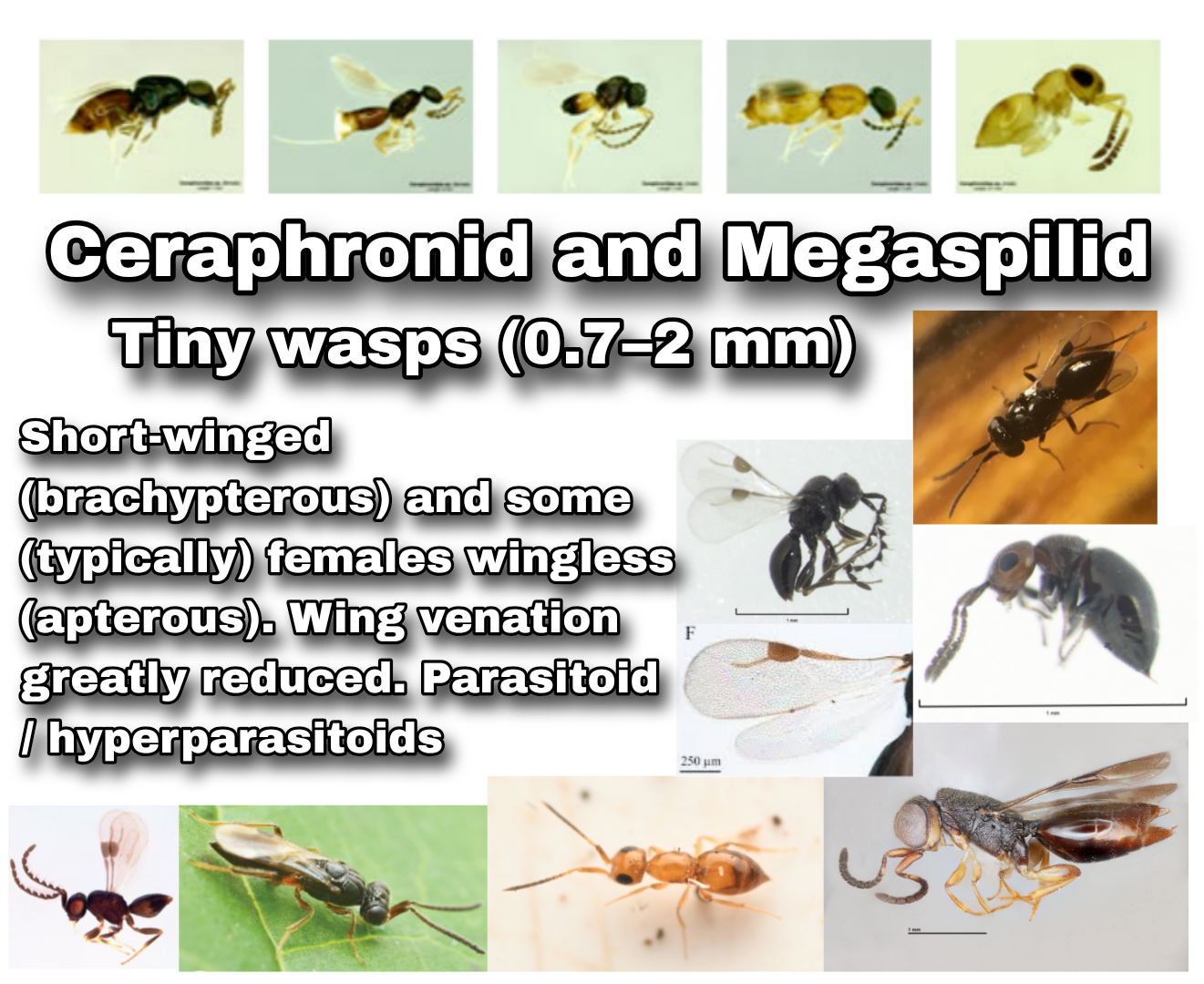 <p>Ceraphronid and Megaspilid (Parasitica)</p>