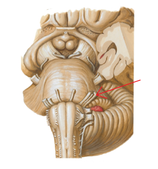 <p>Cranial Nerve VIII</p>