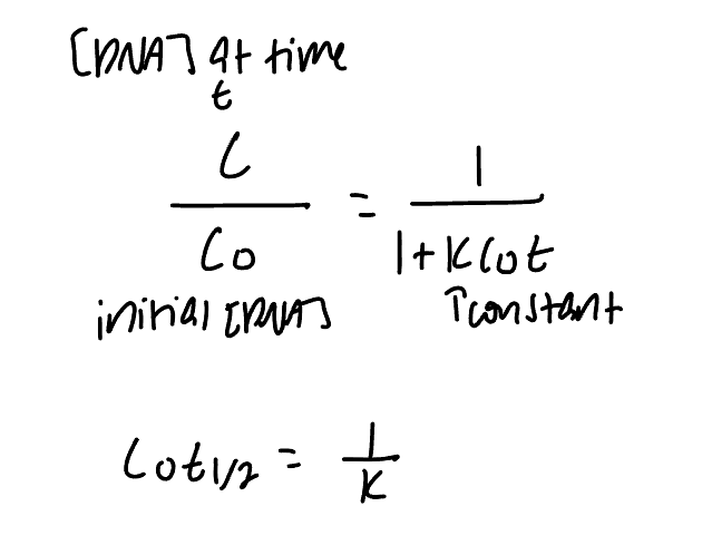 <p>longer sequences = more DNA = longer to renature</p>