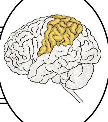 <ul><li><p>The parietal lobes are located near the back and top of the head. </p></li><li><p>They are important for processing and interpreting somatosensory input. For example, they inform us about objects in our external environment through touch and about the position and movement of our body parts (proprioception). </p></li><li><p>The parietal lobes are also responsible for integrating sensory input, such as pain and temperature.</p></li></ul><p></p>