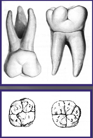 <p>Largest teeth in the mouth</p><p>First permanent teeth to erupt</p><p>Non succedaneous teeth (don’t replace any primary teeth)</p><p>Form from 4 or 5 lobes, some 2nd and 3rd molars have 4</p>