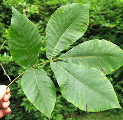 <p>What’s the Genera and Common Name of this Tree?</p>
