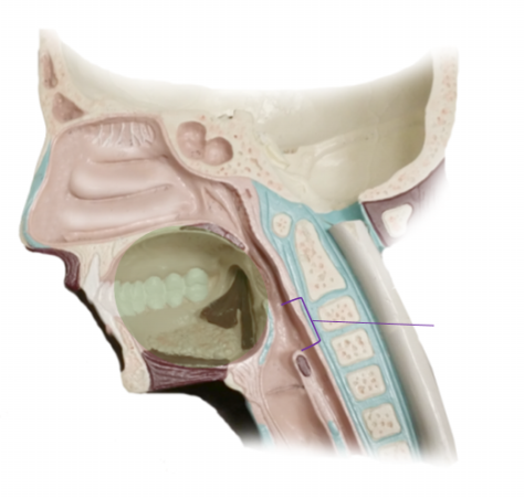 <p><span>Name the structure</span></p>