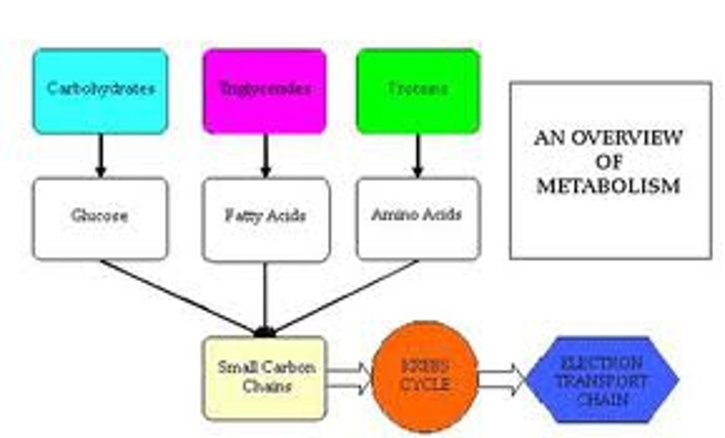 <p>The set of life-sustaining chemical processes that convert food and drink into the energy required to power cellular activities, maintain homeostasis, and build new tissues</p>