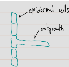 <p>epidermal cells that form outgrowths to increase surface area for absorbing water + material</p>