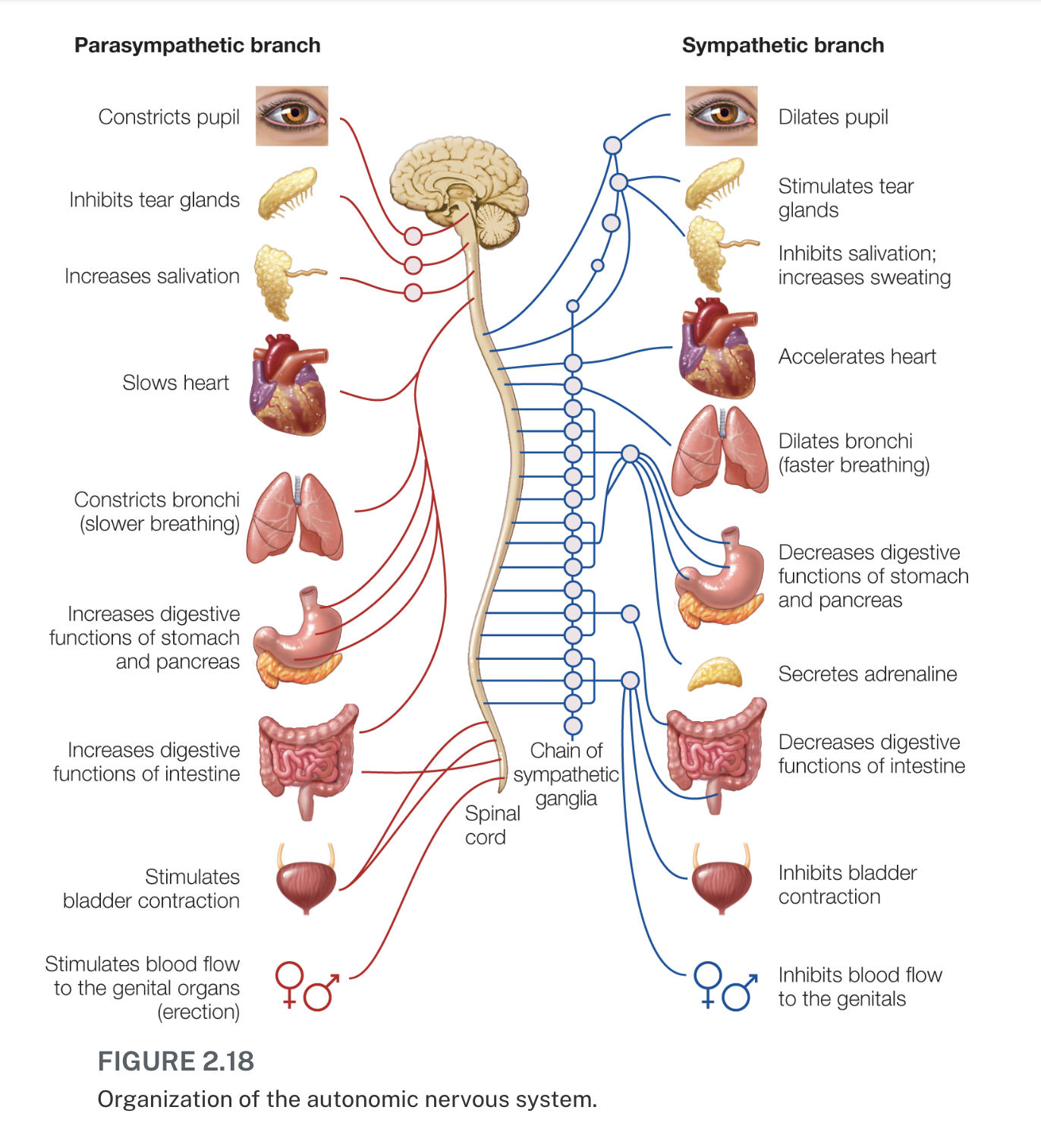 <p>kroppens system der regulerer hjerterytme, vejrtrækning og kan aktiveres ved emotionel arousal (fx fight-or-flight respons på stimuli).</p>