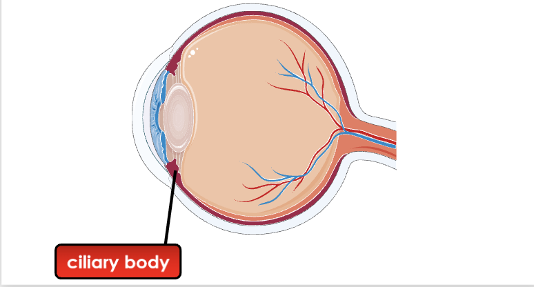 <p>Contain ciliary muscles that change the shape of the lens for focusing, and they produce the aqueous humour </p>