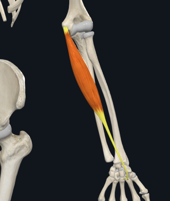 <p>m. flexor carpi radialis</p>