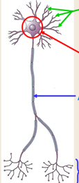 <p><span style="color: rgb(7, 146, 142);">structure générale :</span></p>