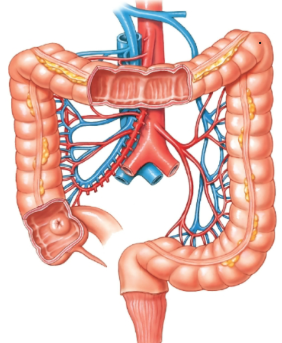 knowt flashcard image